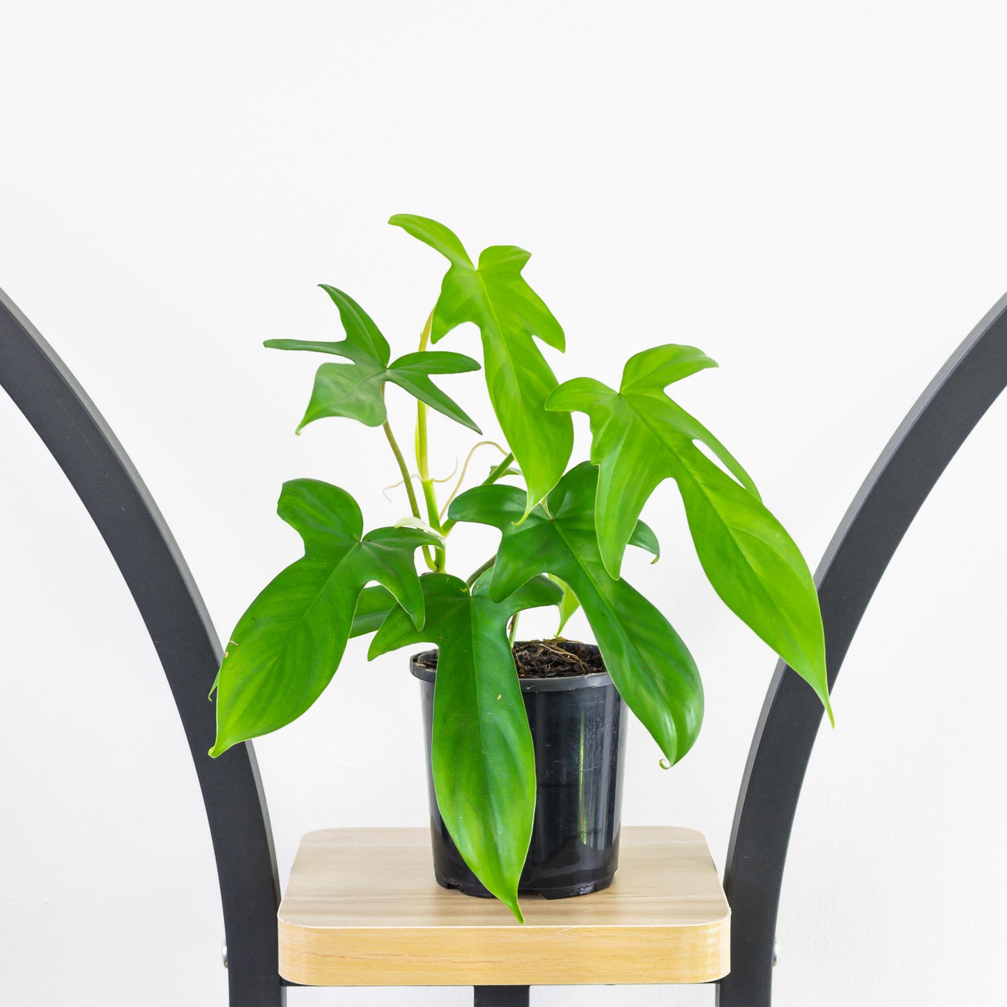 Philodendron Florida