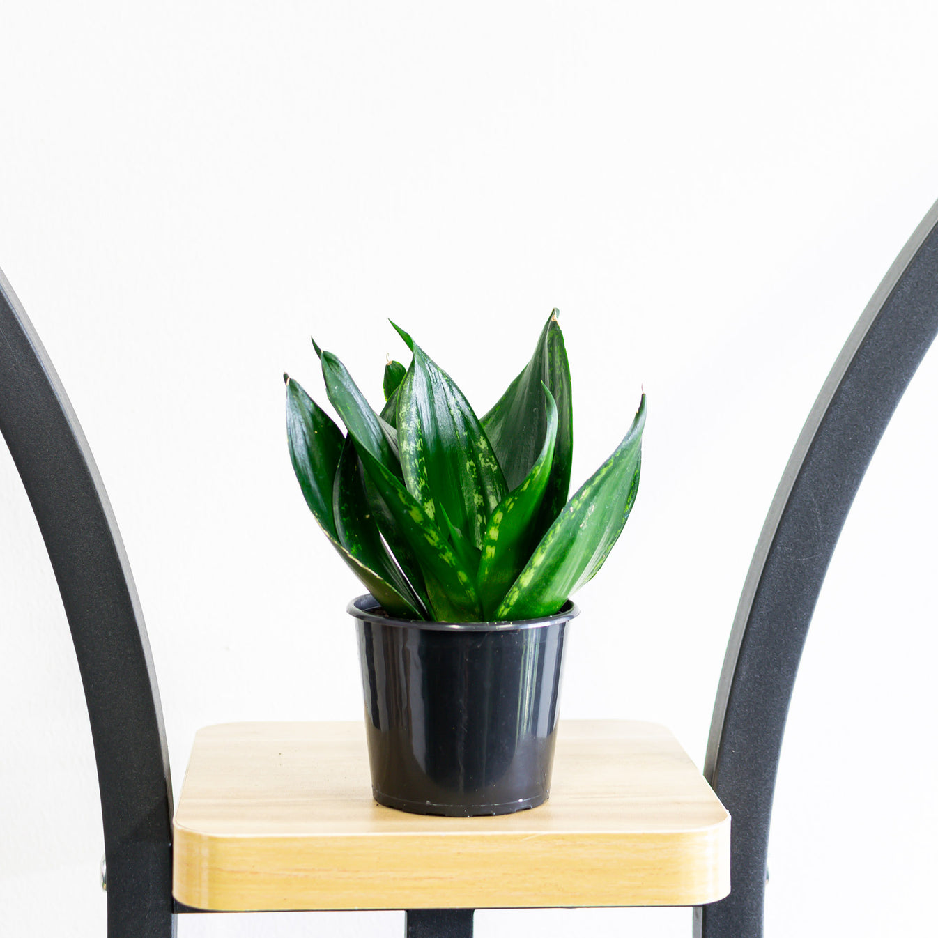 Sansevieria Whitney Hahnii – The Plant Boys