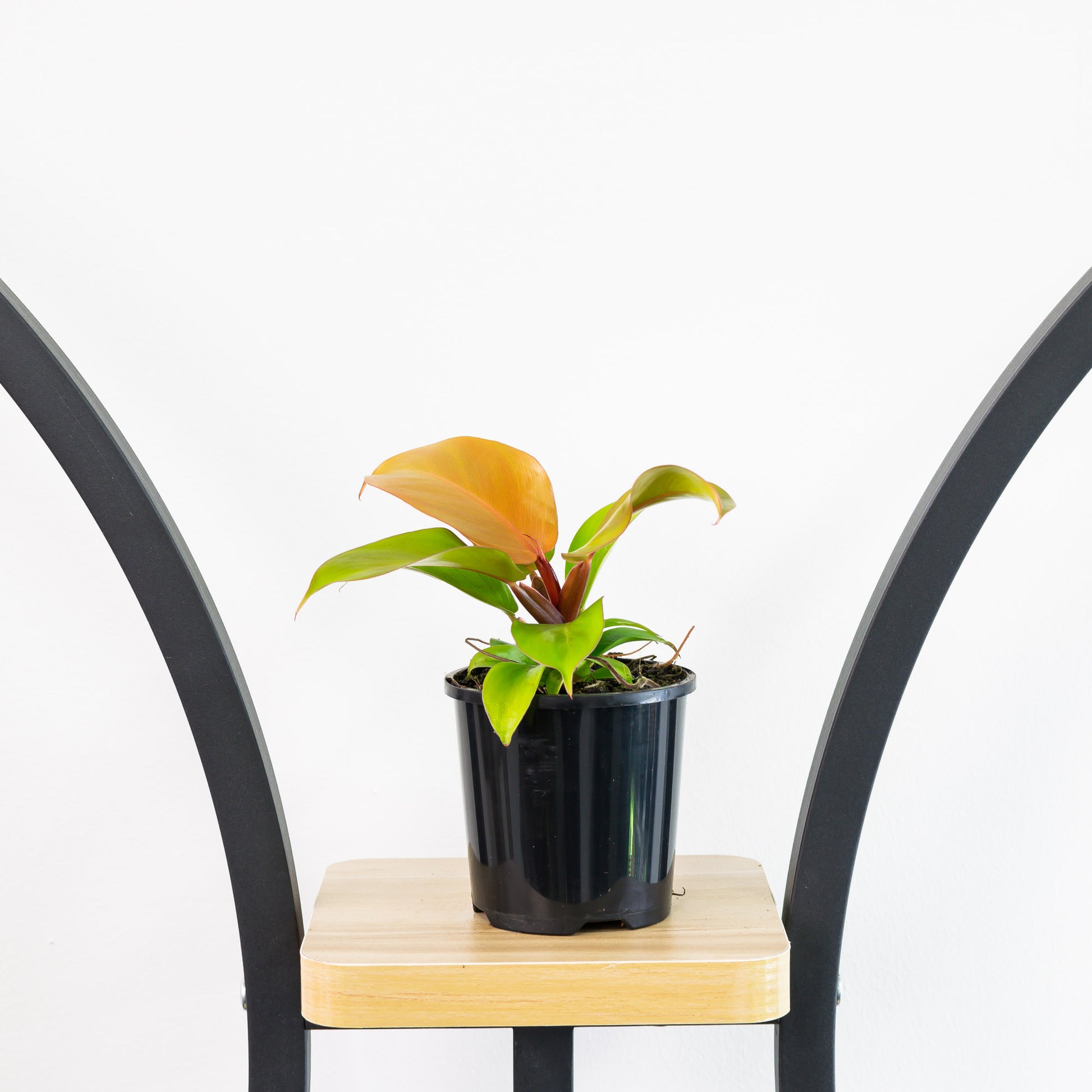 philodendron prince of orange small Philodendron Prince of Orange – The Plant Boys