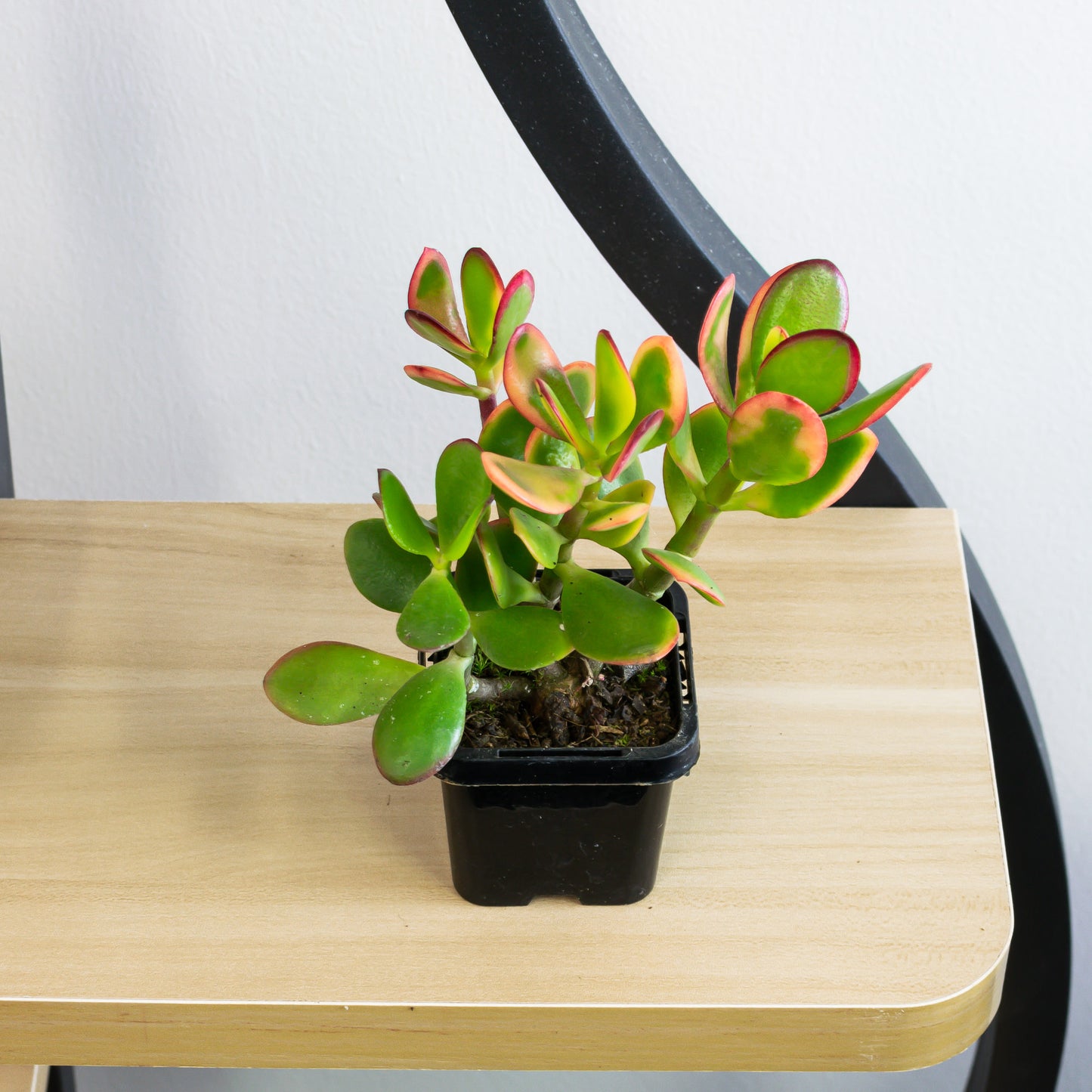 Crassula Hummel's Sunset