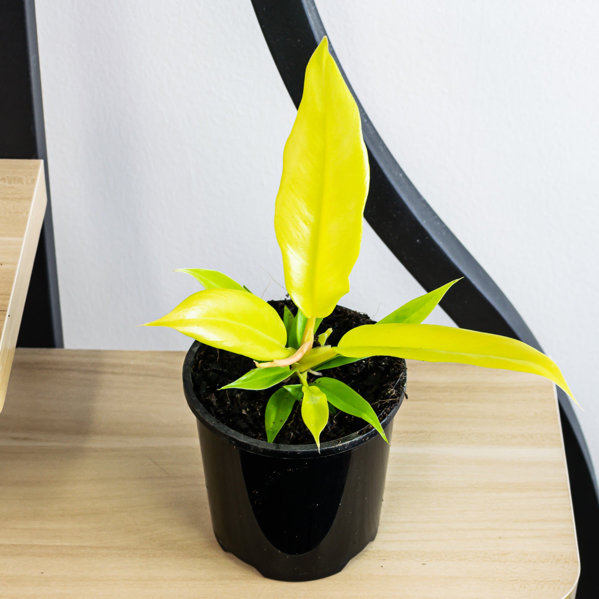 philodendron golden pluto Philodendron Pluto's Gold – The Plant Boys