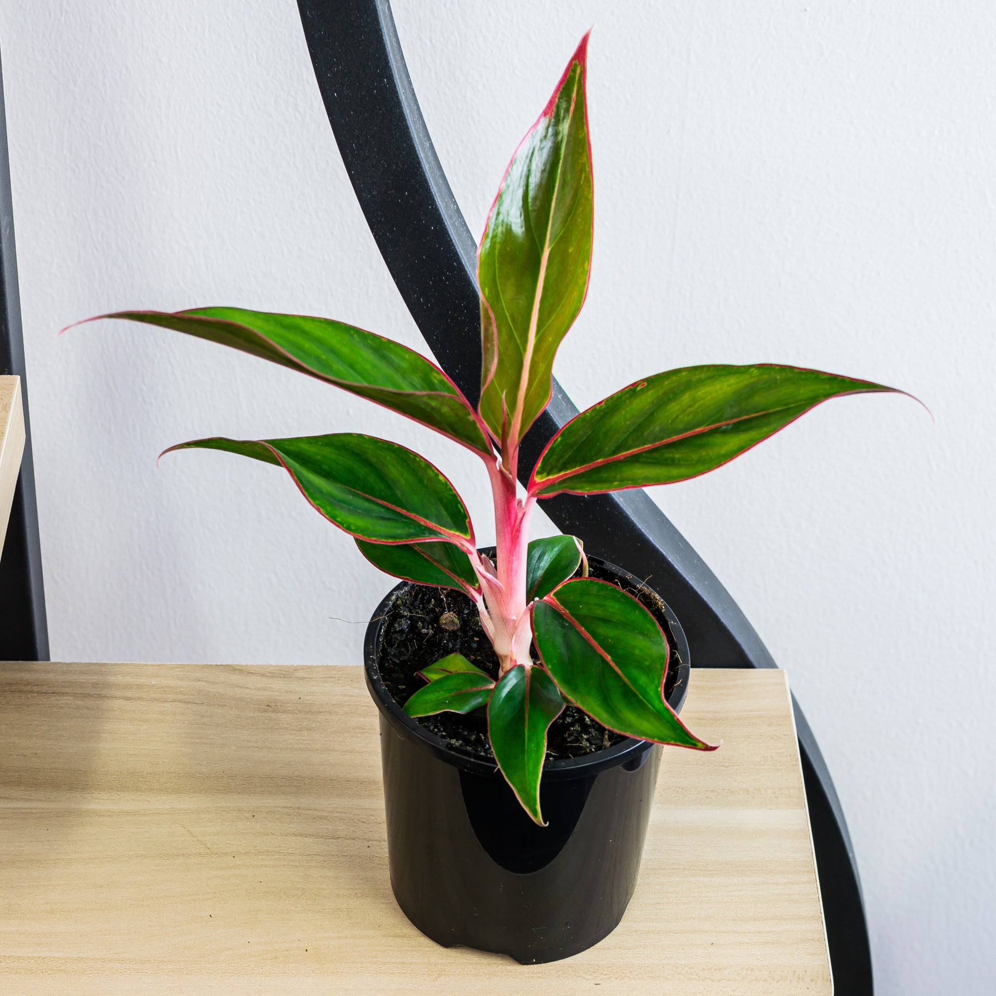 aglaonema saphire Aglaonema Sapphire – The Plant Boys