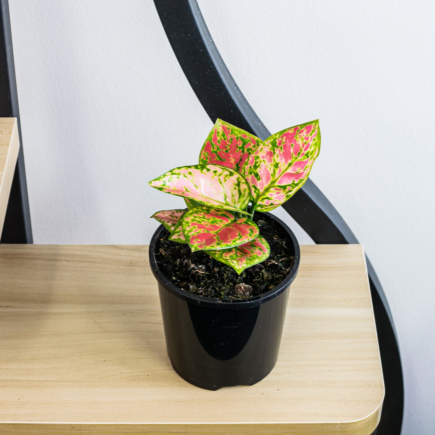 Aglaonema Lady Valentine