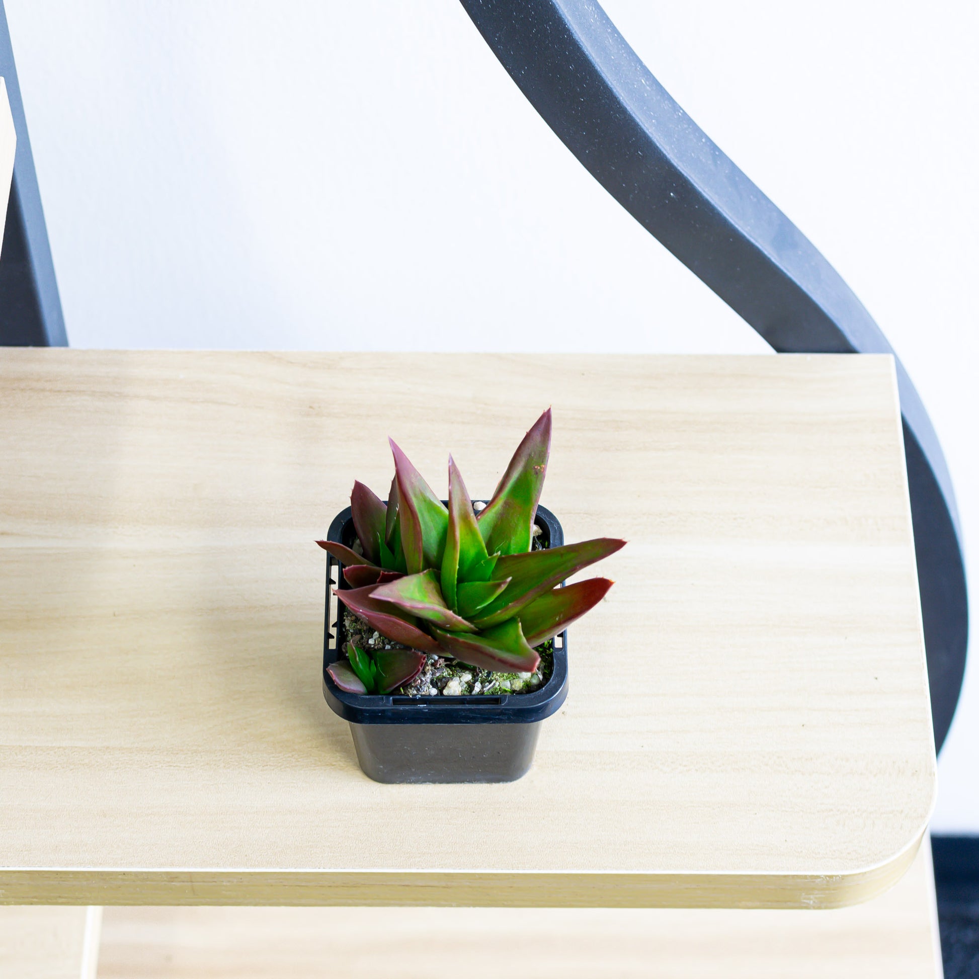 black gem aloe vera plant Aloe Black Gem – The Plant Boys