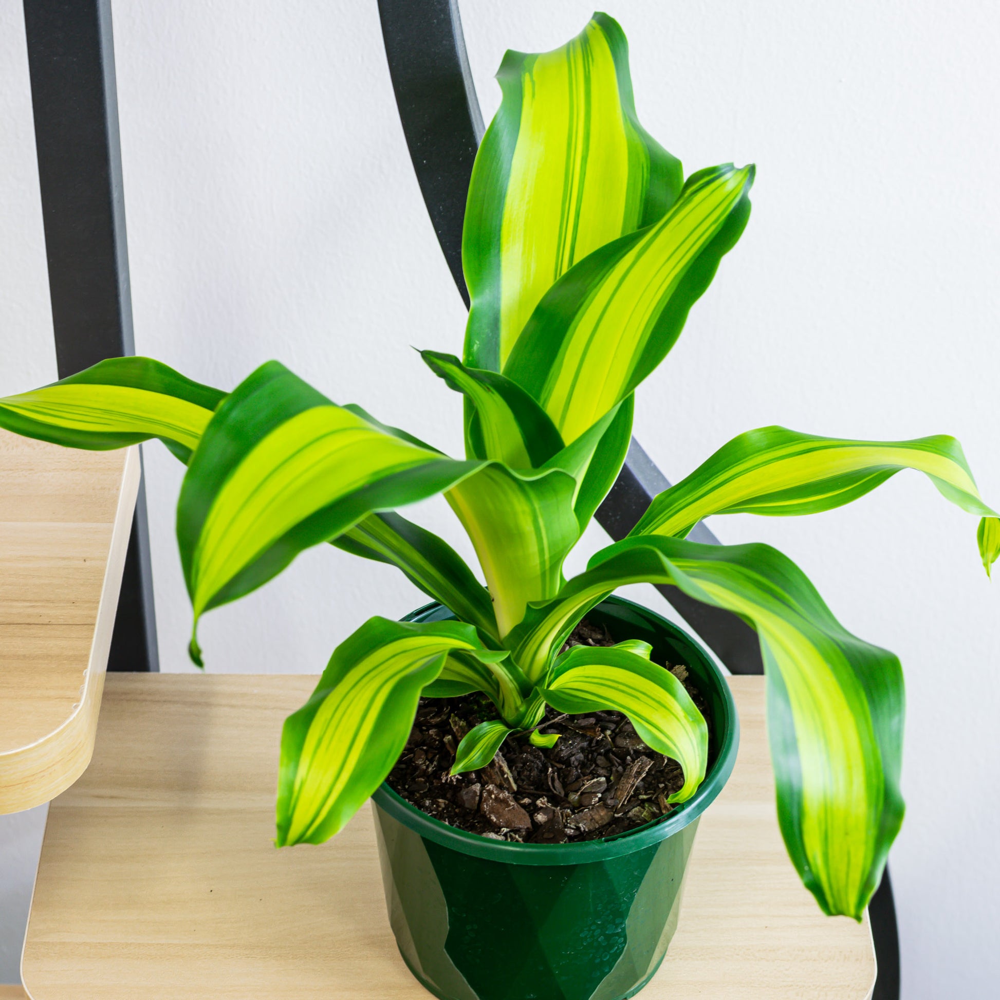 dracaena happy plant care Dracaena Gold Cord Happy Plant – The Plant Boys
