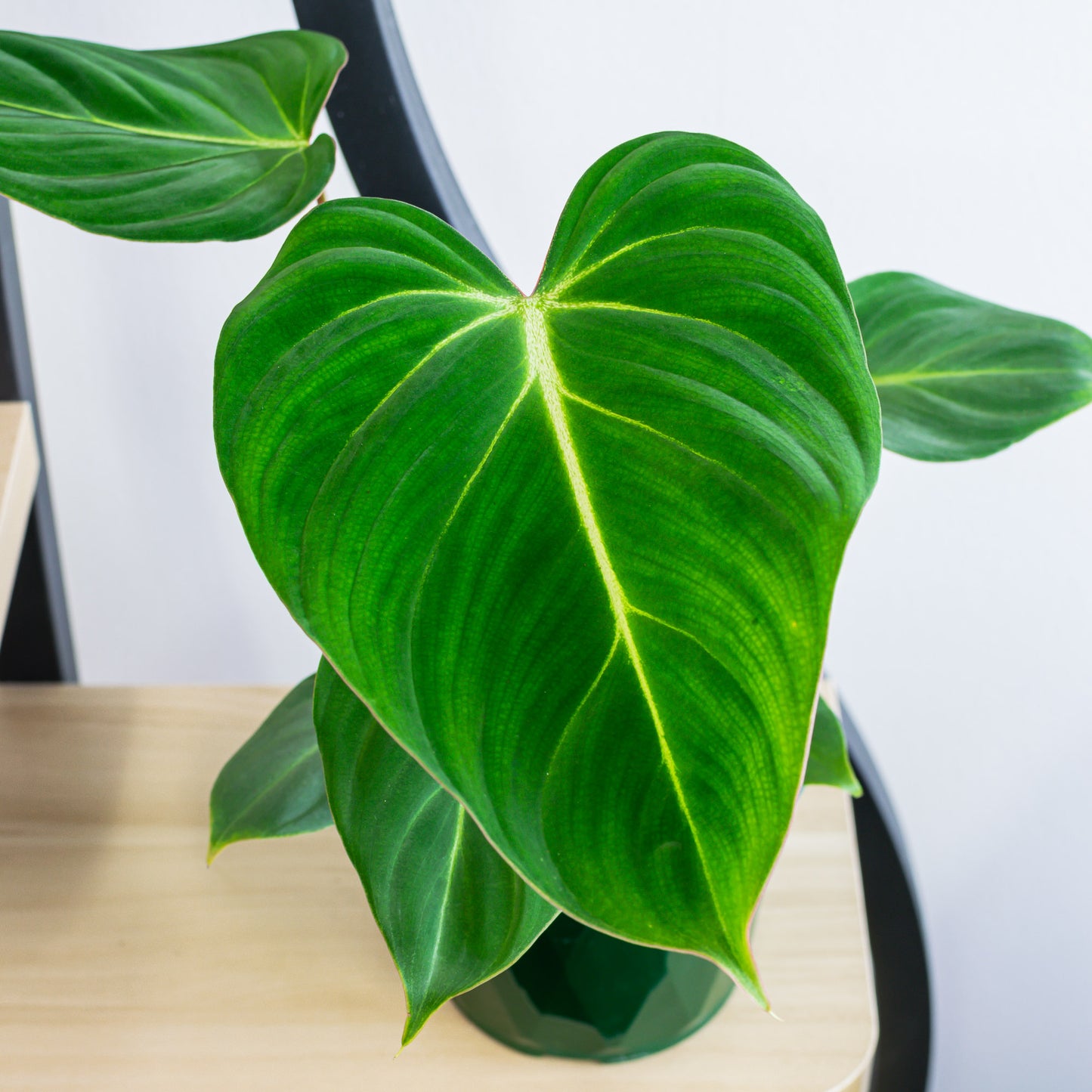 Philodendron Gloriosum