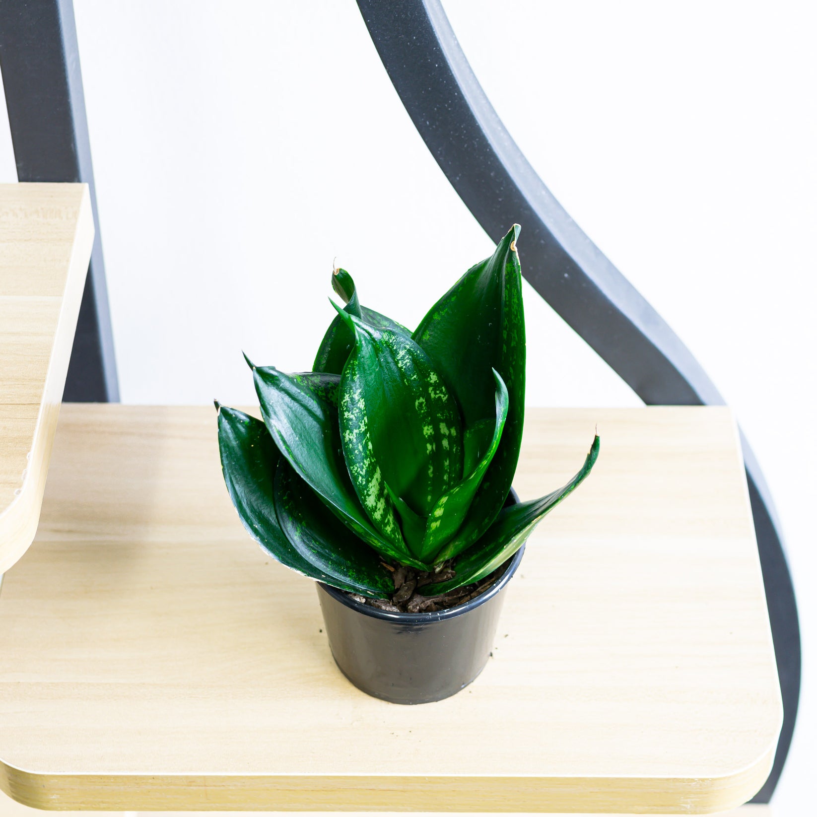 Sansevieria Whitney Hahnii – The Plant Boys