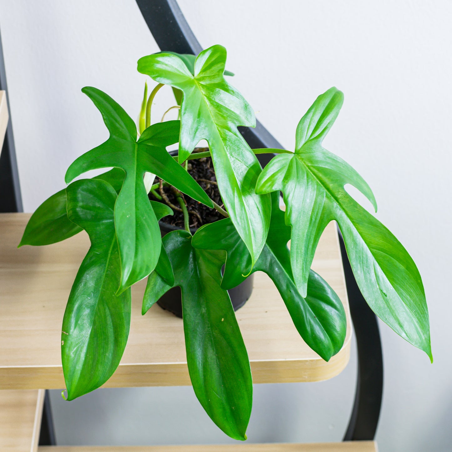 Philodendron Florida