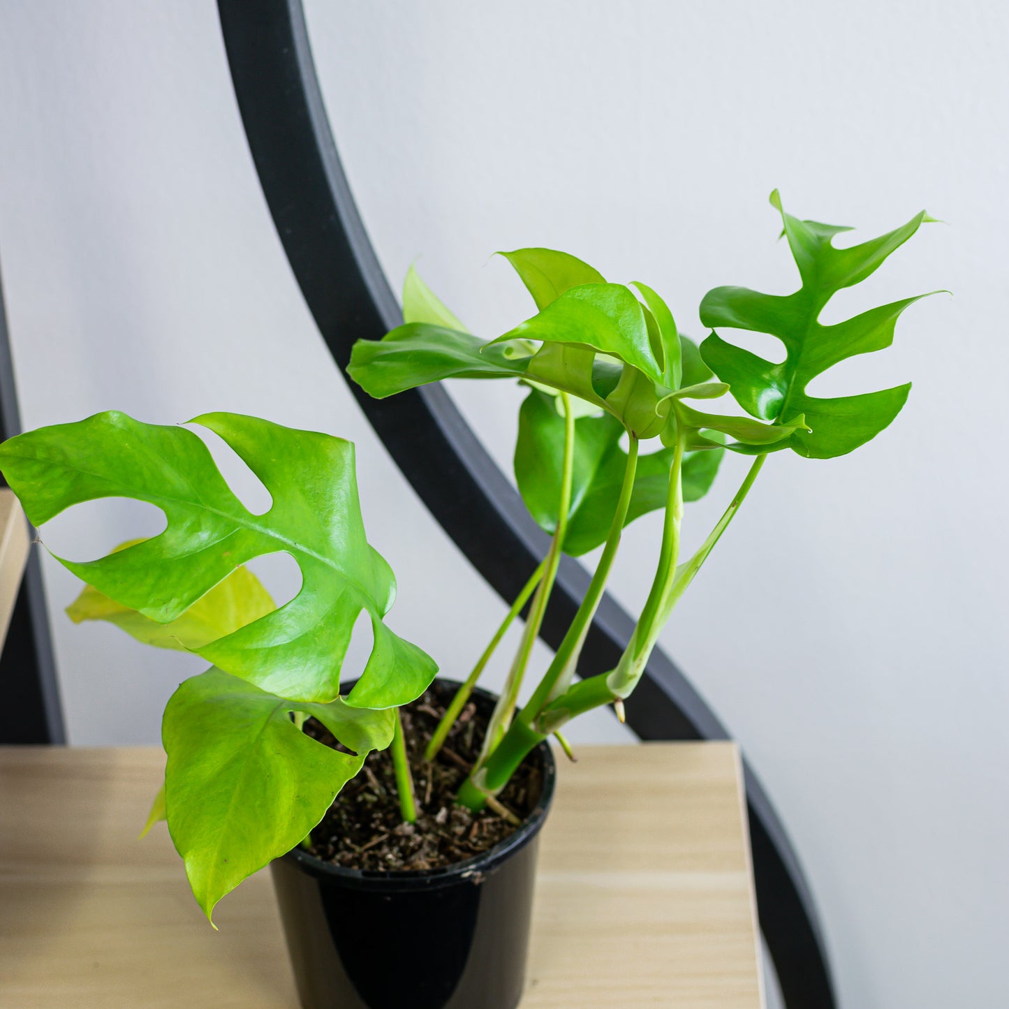 Rhaphidophora Tetrasperma Mini Monstera