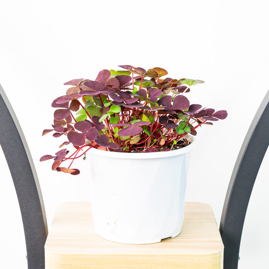 Oxalis Purpurea Garnet