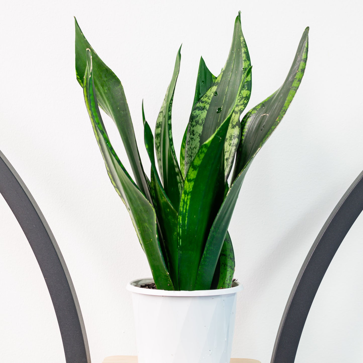 Sansevieria Whitney