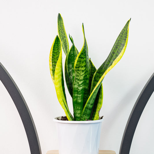 Sansevieria Superba | The Plant Boys