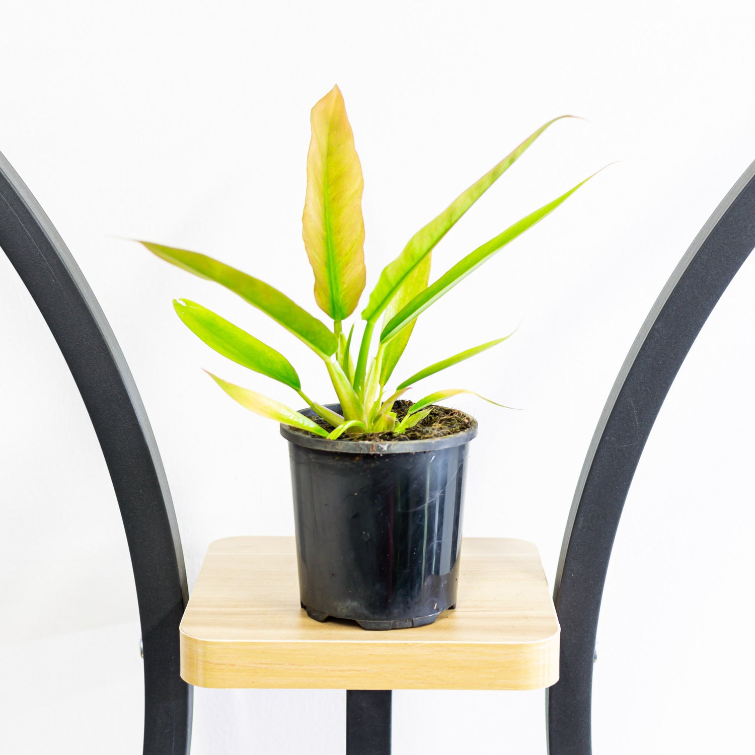 olympiad philodendron Philodendron Olympiad – The Plant Boys