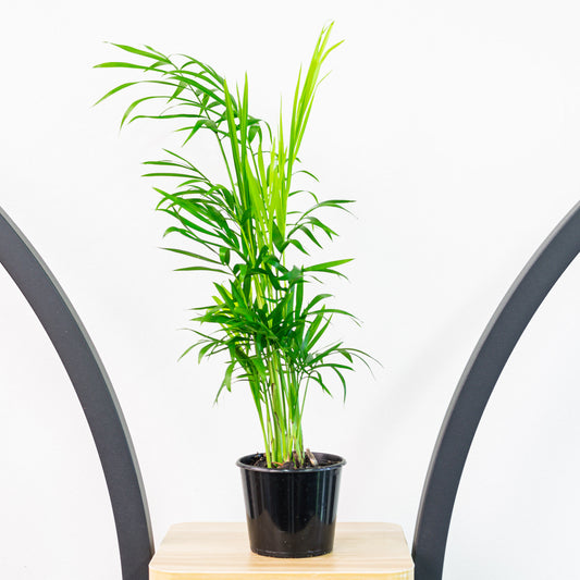 Chamaedorea Elegans Parlour Palm | The Plant Boys