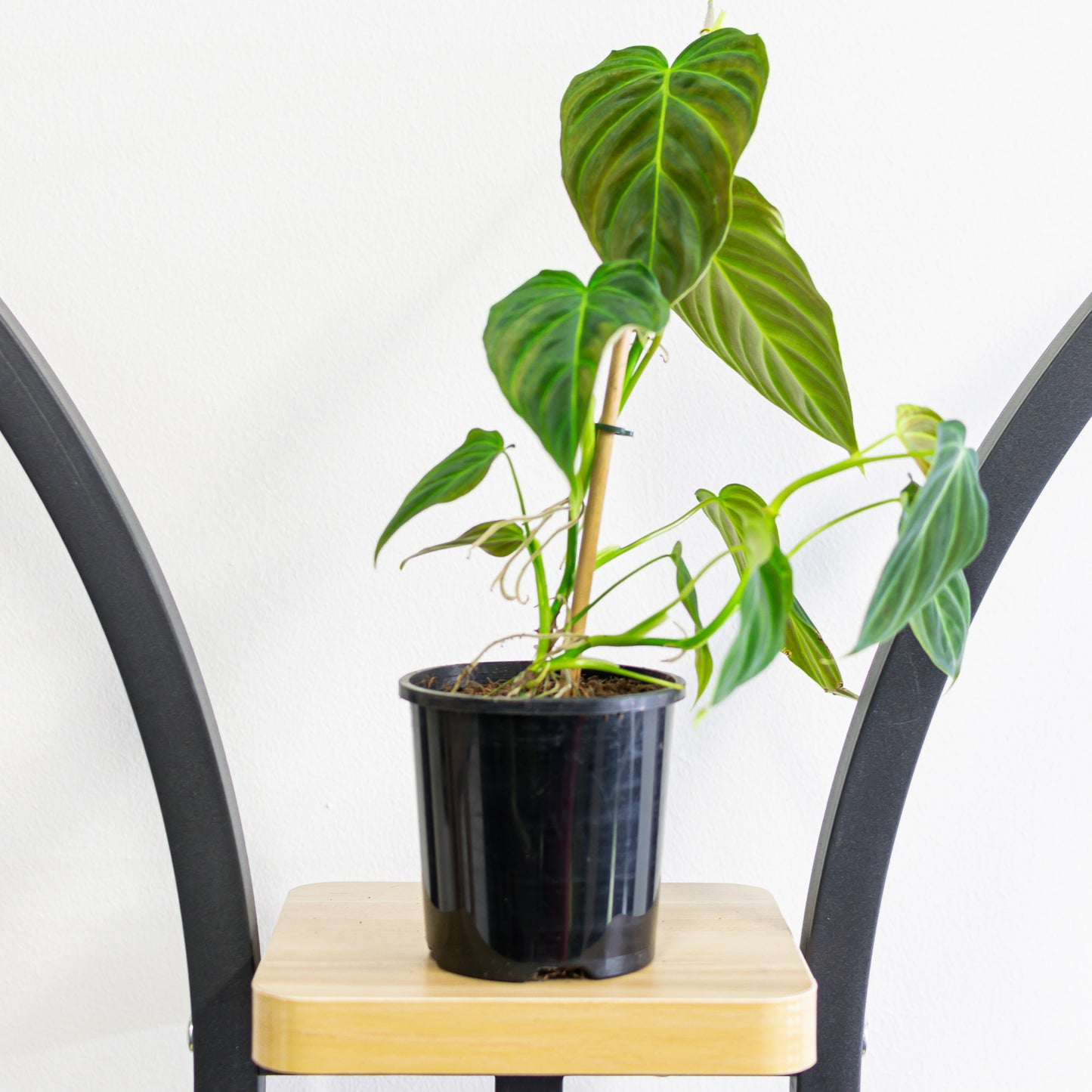 Philodendron Splendid | The Plant Boys