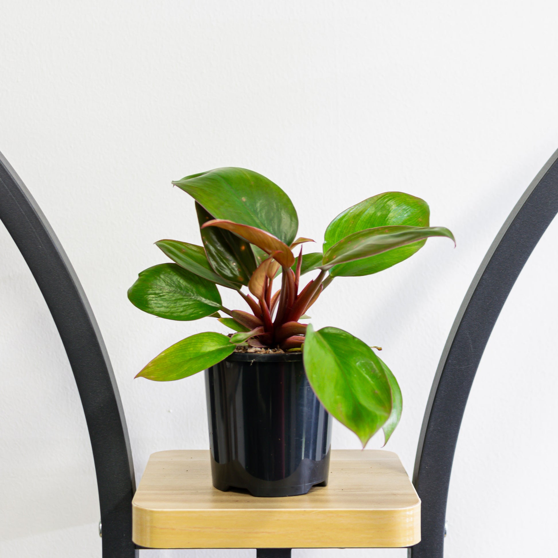 dwarf red philodendron Philodendron Rojo Congo Dwarf – The Plant Boys
