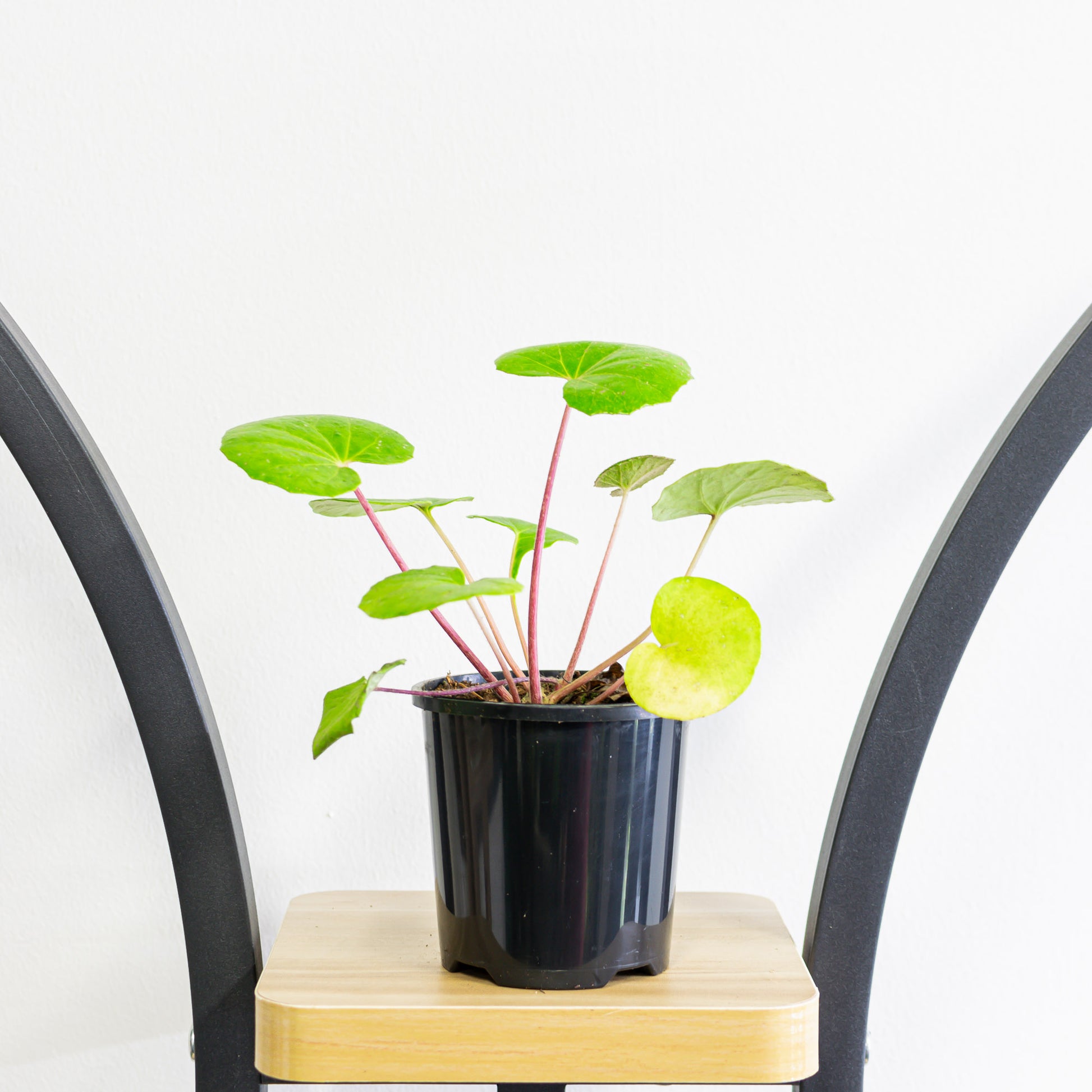 tractor seat plant care indoors Ligularia Tractor Seat Plant – The Plant Boys