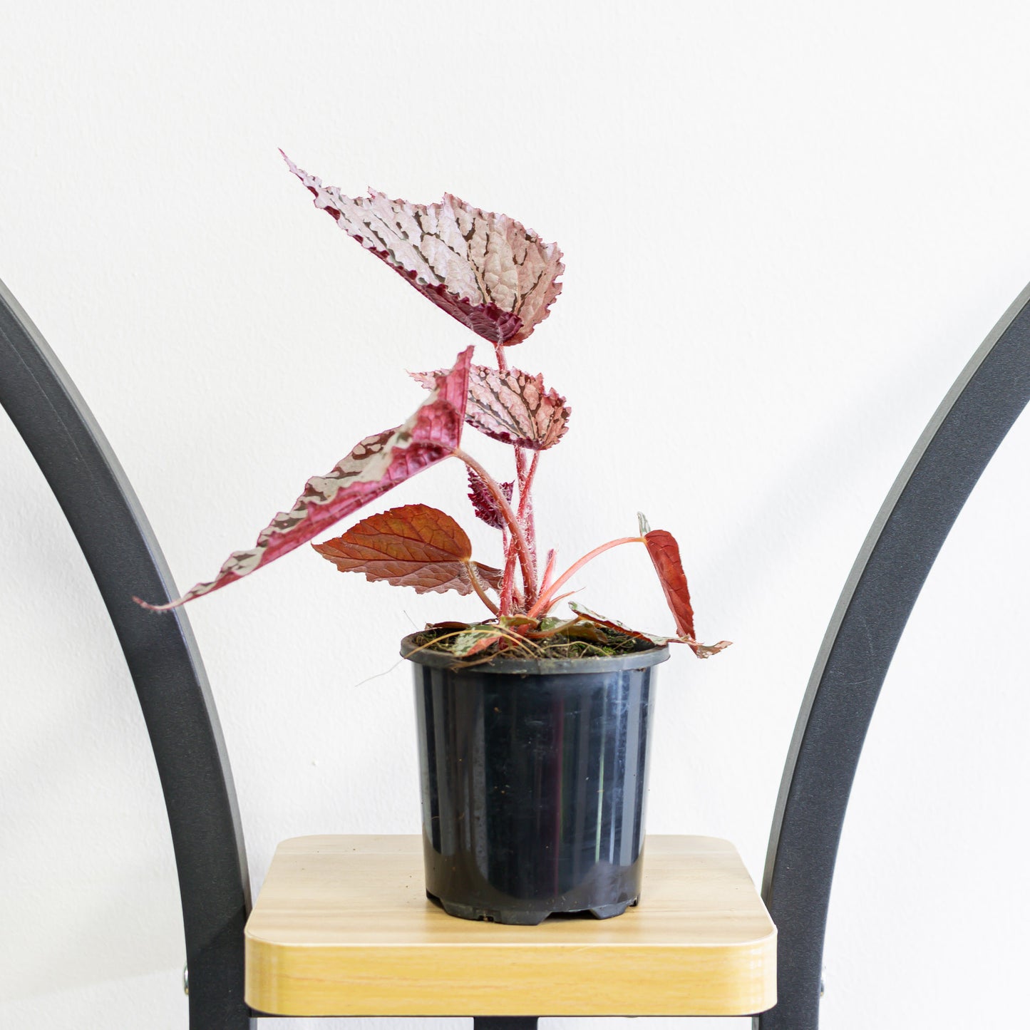 Begonia Silver Splash