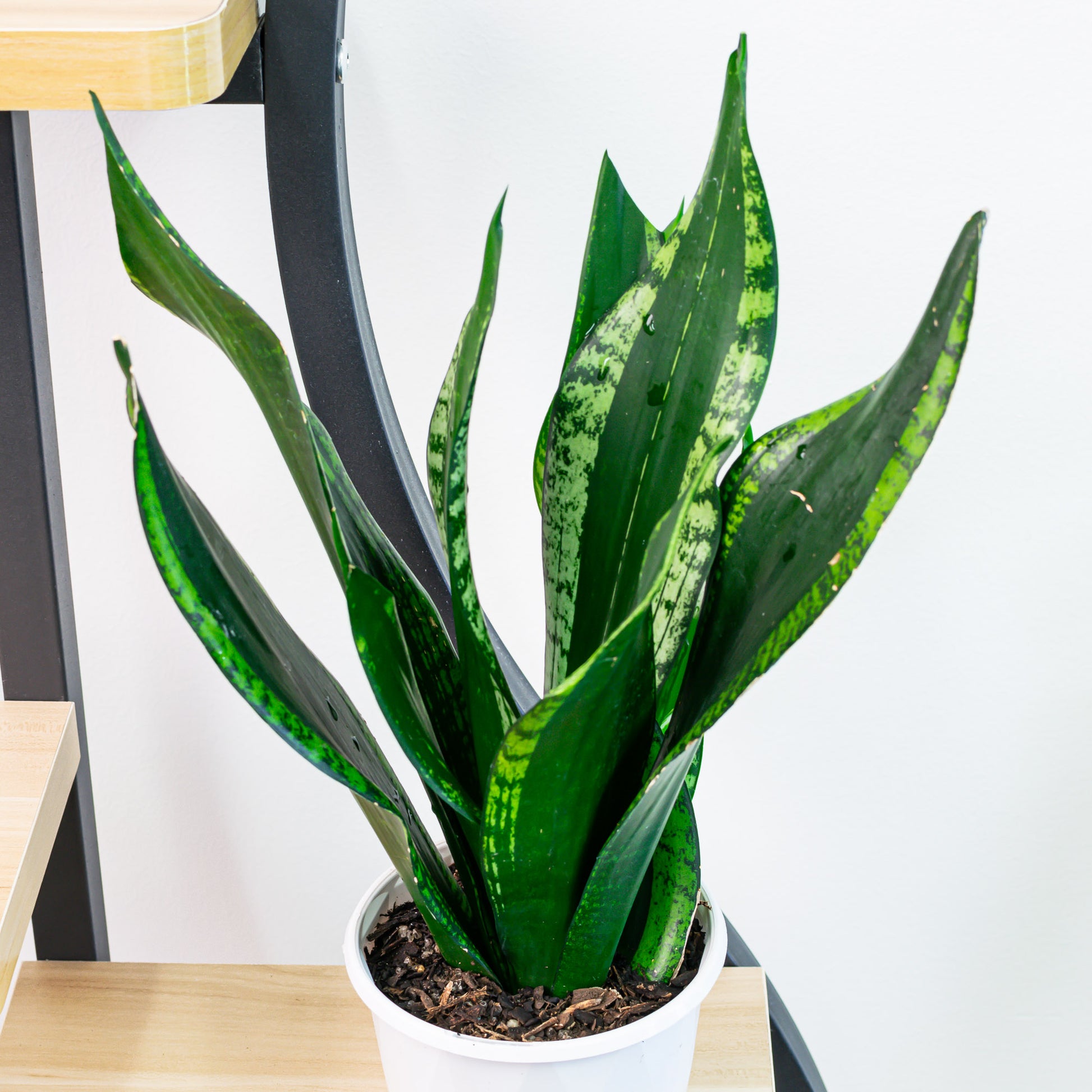 sansevieria hahnii whitney Sansevieria Whitney – The Plant Boys