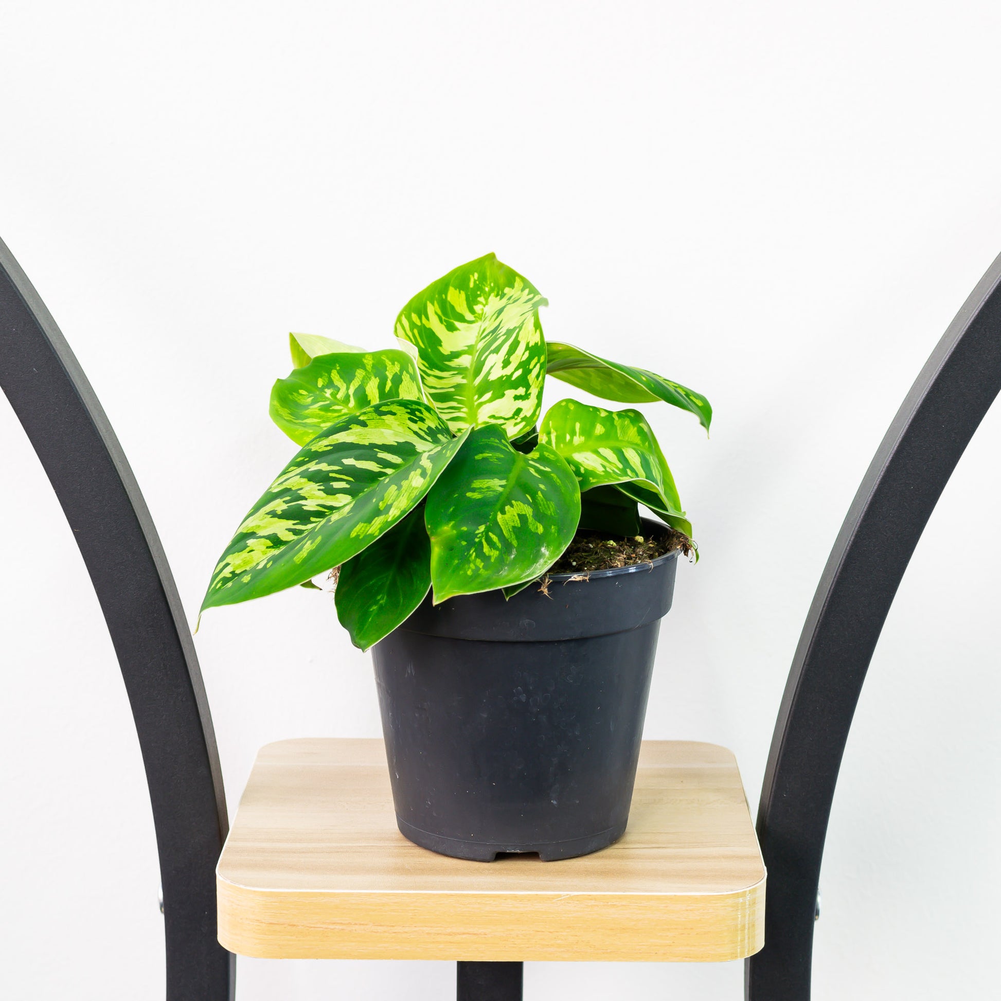 camouflage pothos Homalomena Camouflage – The Plant Boys