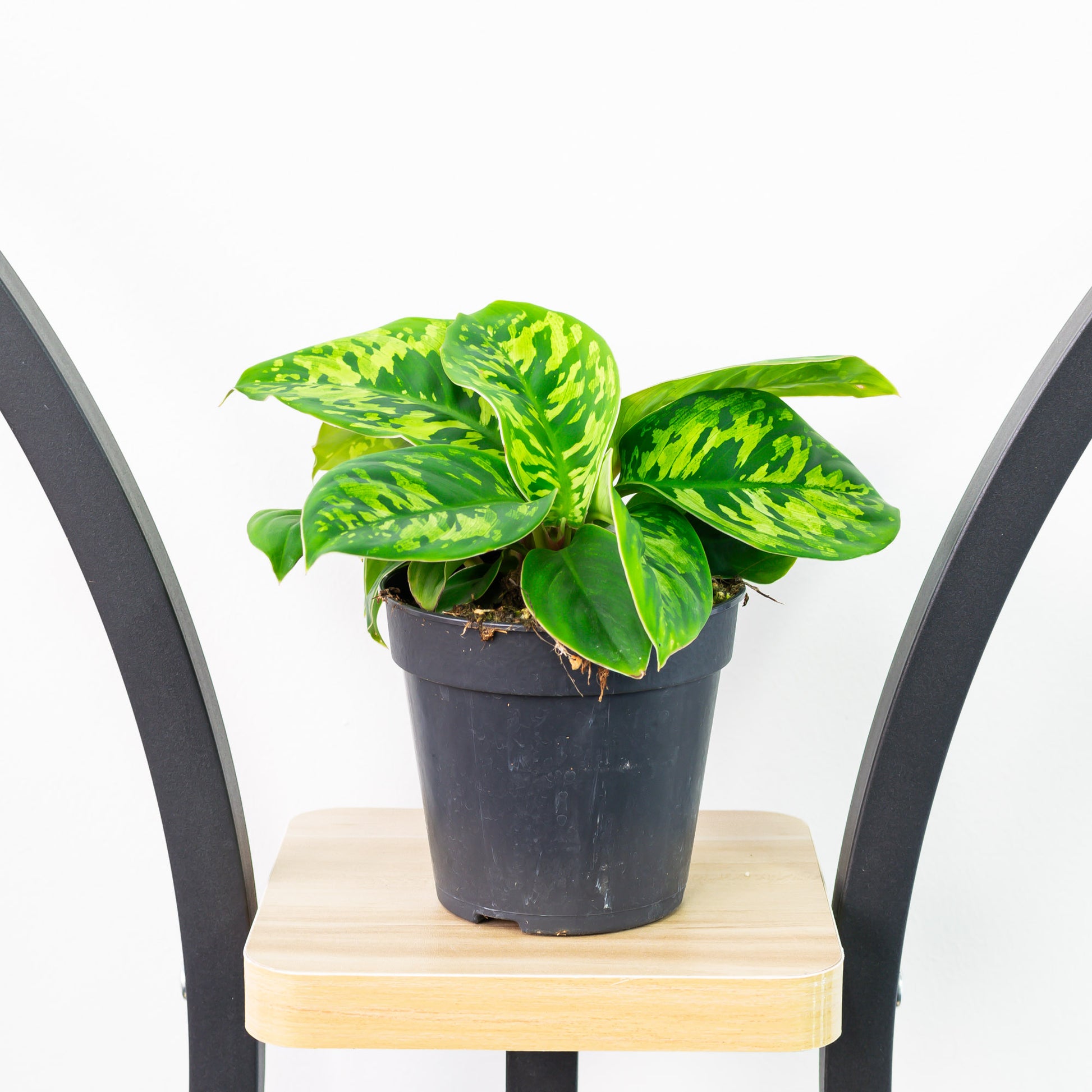 camo pothos Homalomena Camouflage – The Plant Boys