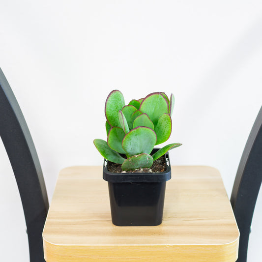 Crassula Blue Bird