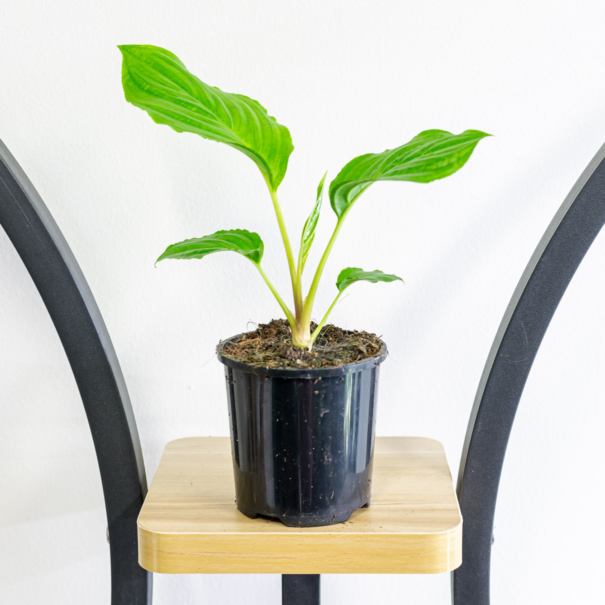 Tacca Black Bat Plant | The Plant Boys