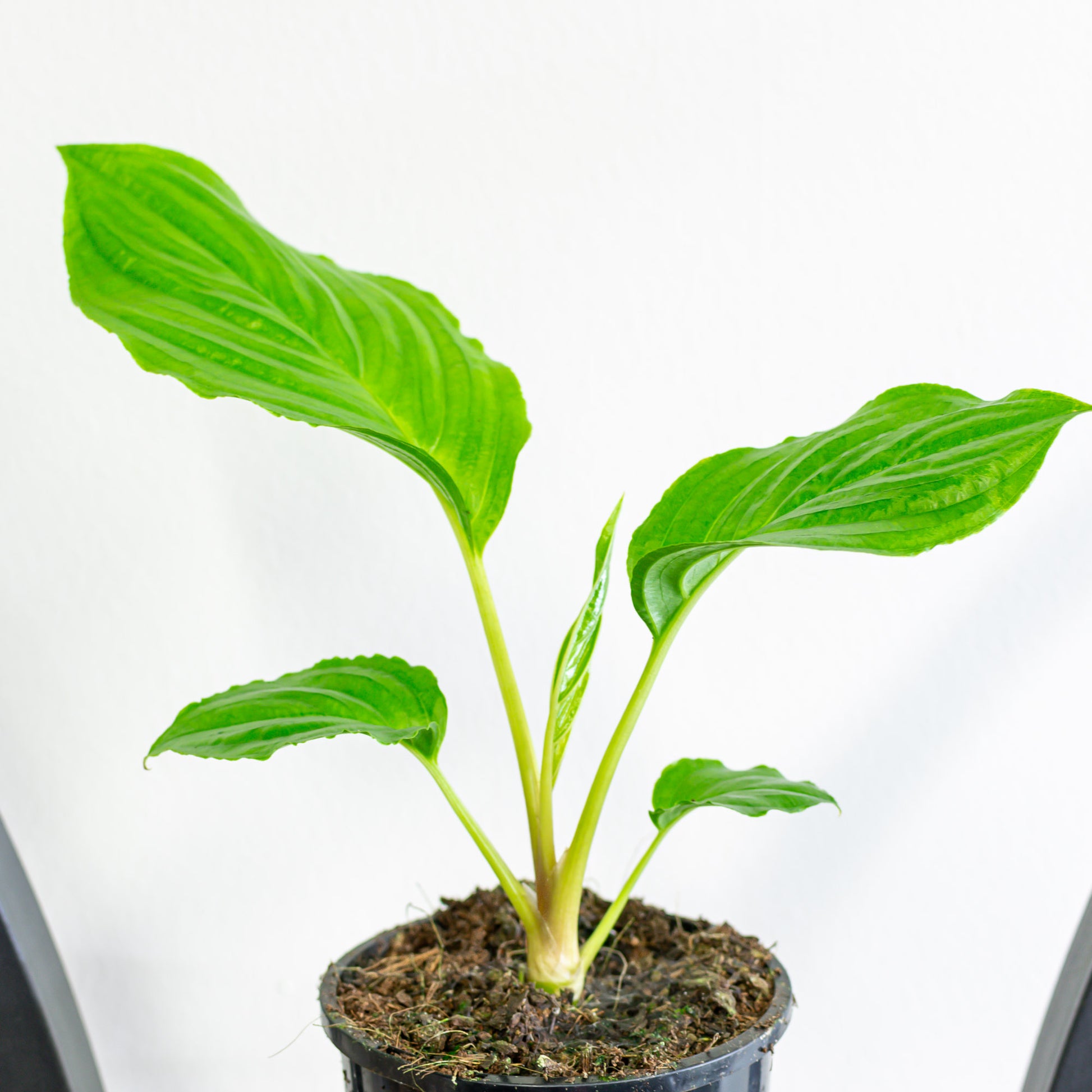 Tacca Black Bat Plant | The Plant Boys