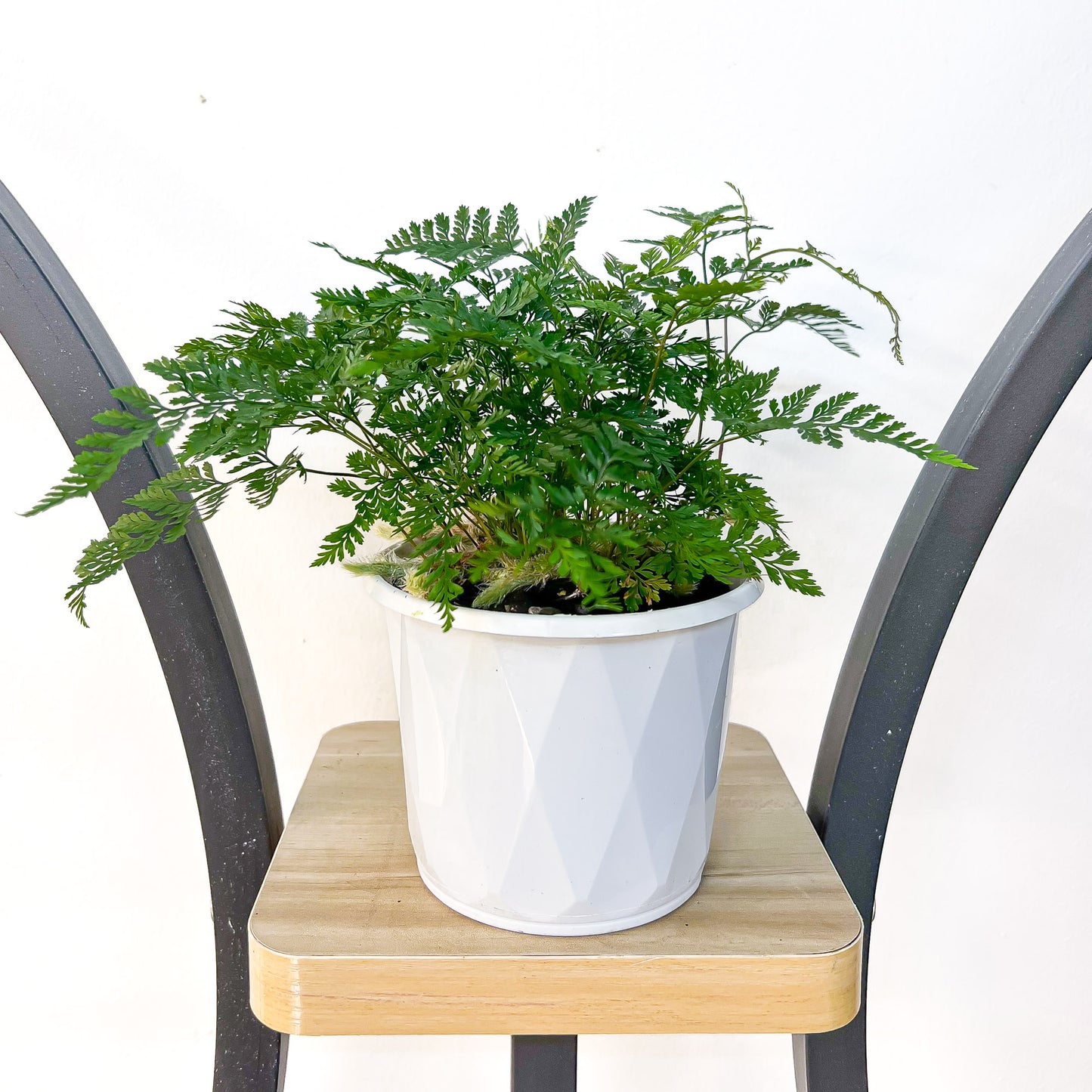 Humata White Rabbit’s Foot Fern | The Plant Boys