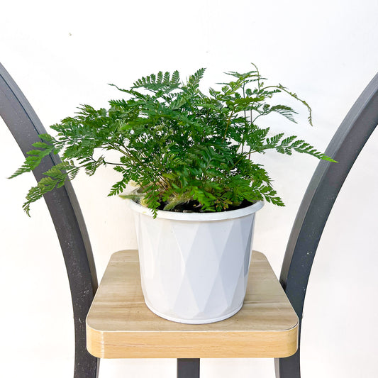 Humata White Rabbit’s Foot Fern | The Plant Boys