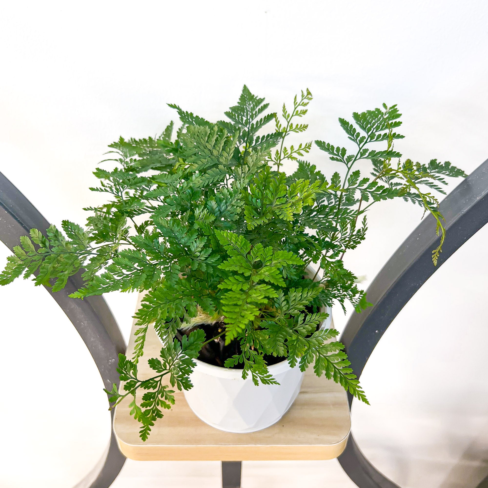 Humata Fern Humata White Rabbit’s Foot Fern – The Plant Boys