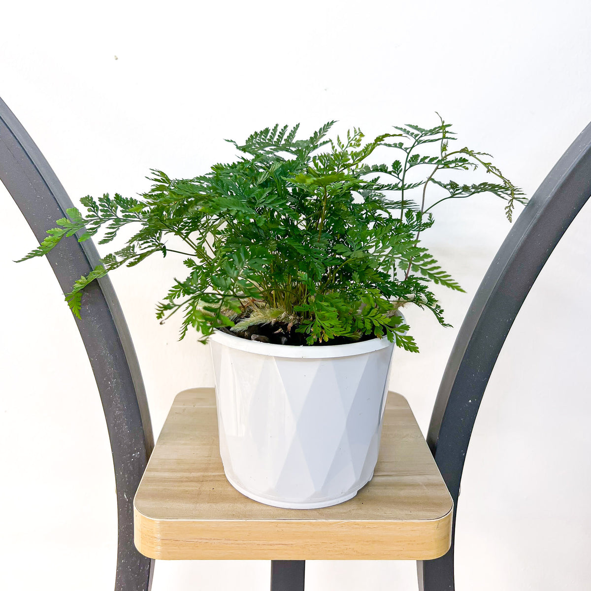 Humata White Rabbit’s Foot Fern – The Plant Boys