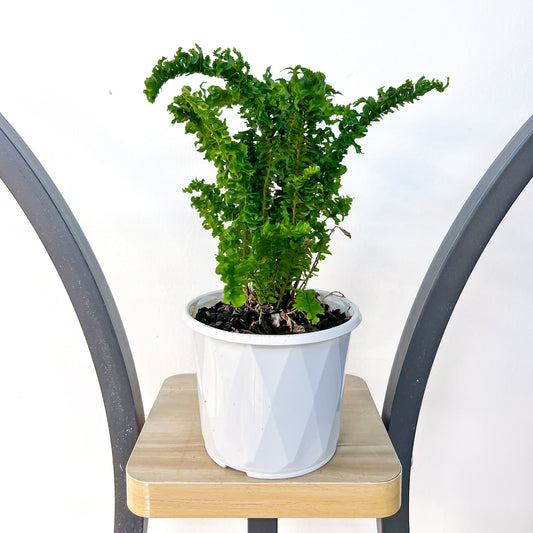 Nephrolepis Exaltata Emina Curly Boston Fern | The Plant Boys
