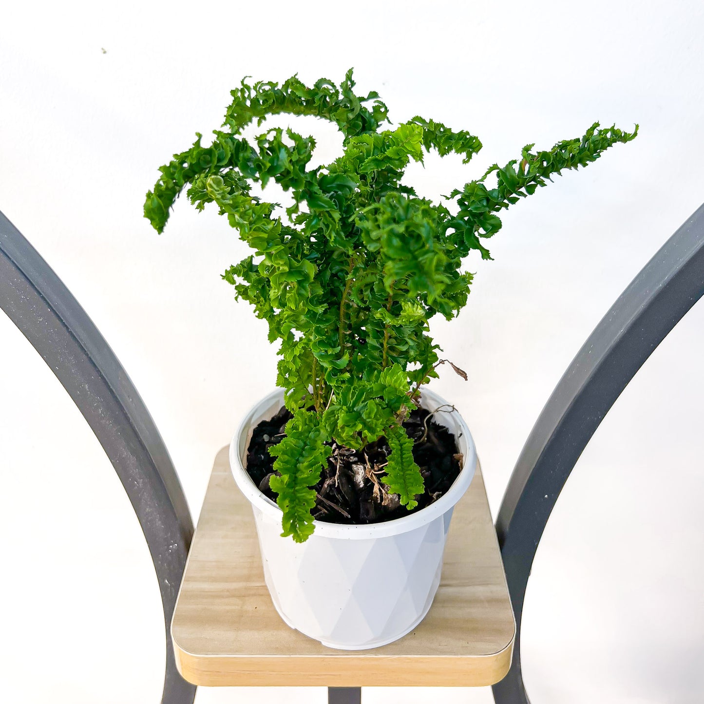 Nephrolepis Exaltata Emina Curly Boston Fern | The Plant Boys