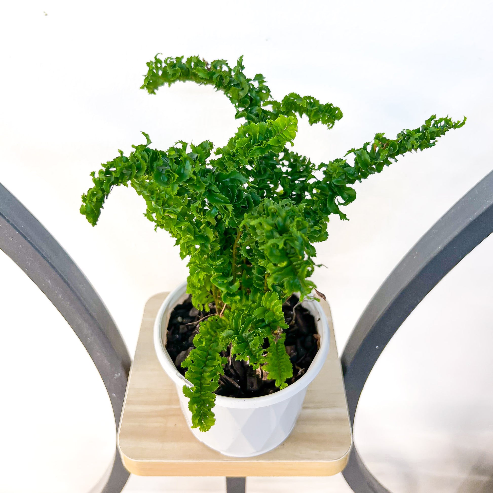 Nephrolepis Exaltata Emina Curly Boston Fern | The Plant Boys