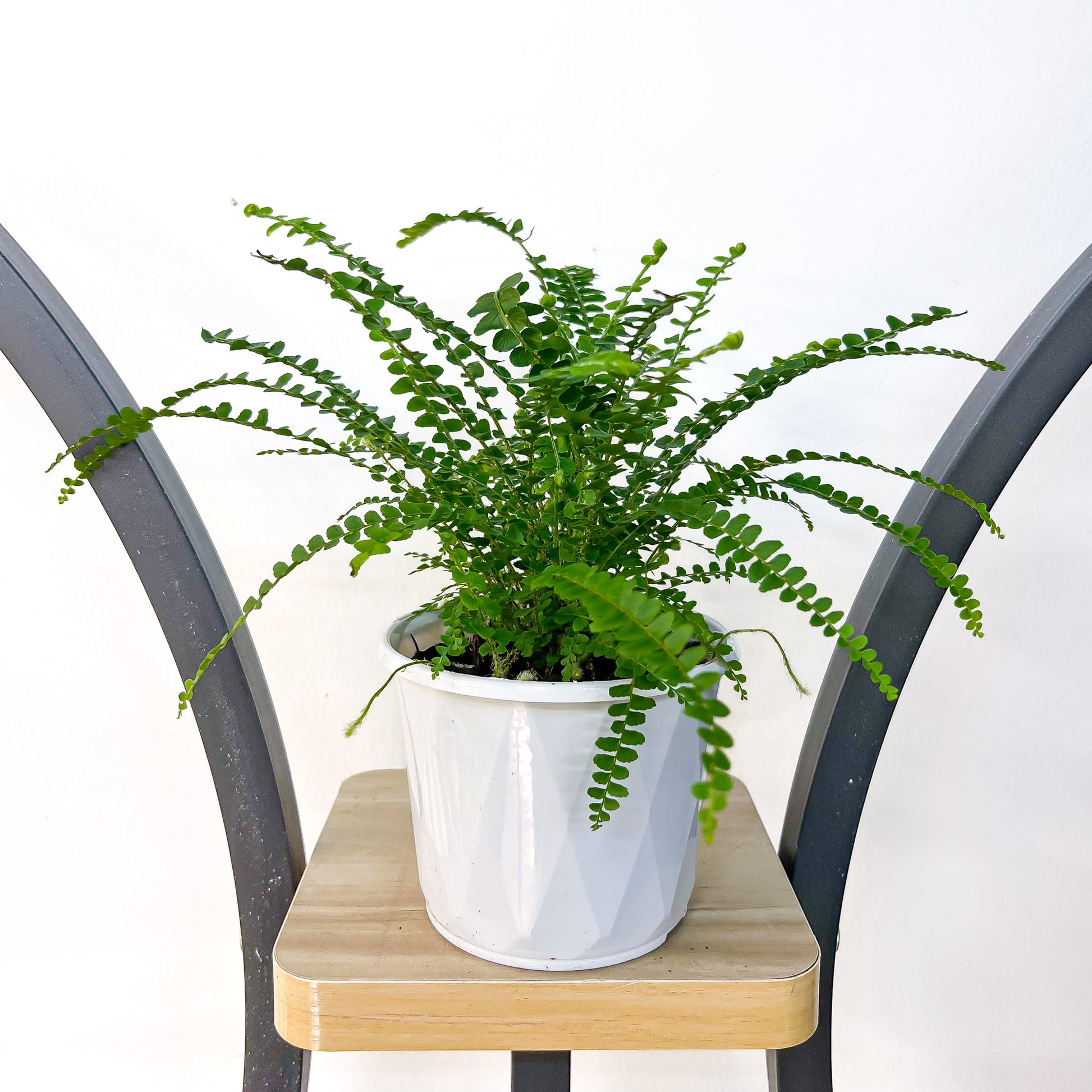 Nephrolepis Cordifolia Duffii Lemon Button Fern | The Plant Boys