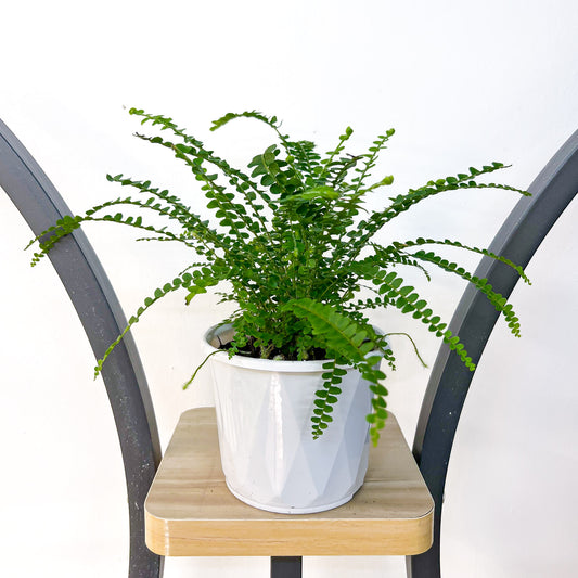 Nephrolepis Cordifolia Duffii Lemon Button Fern | The Plant Boys