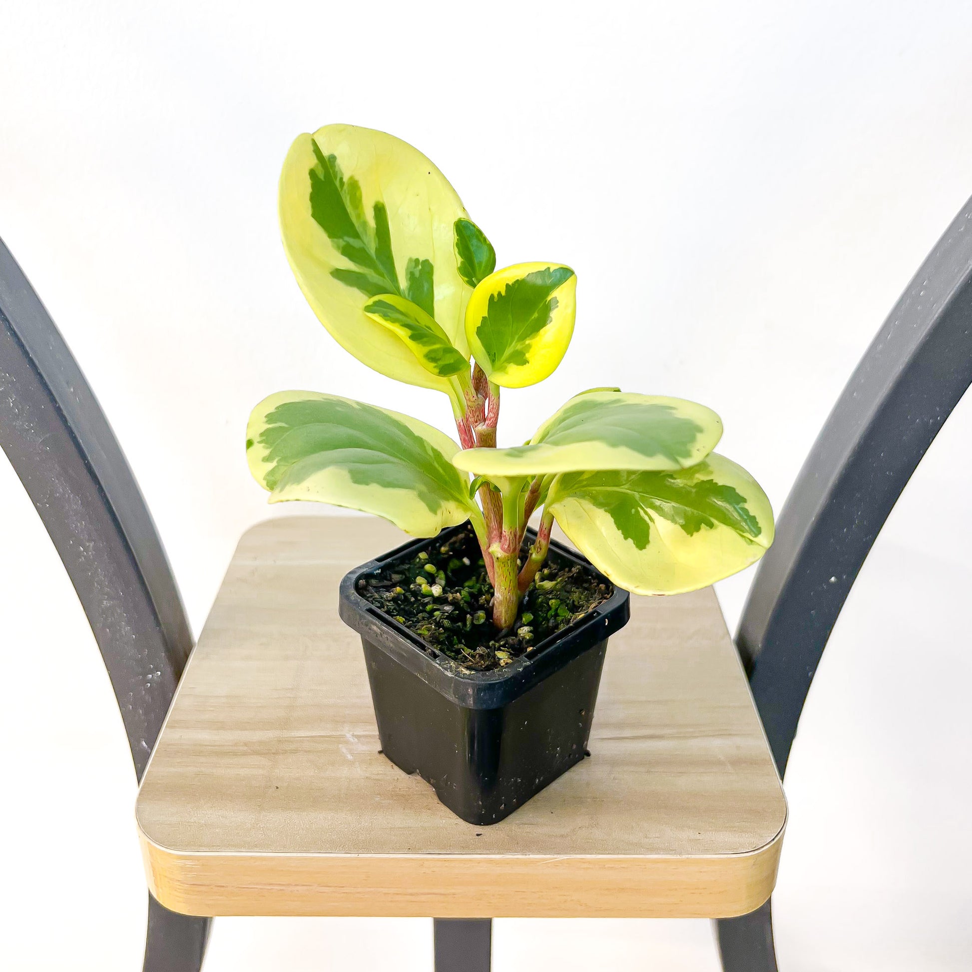 Peperomia Obtusifolia Variegata Albomarginata | The Plant Boys