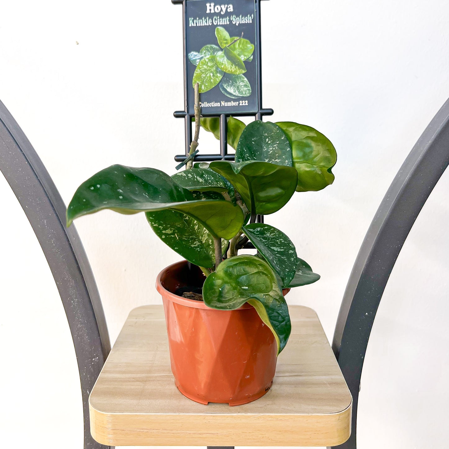 Hoya Krinkle Giant Splash | The Plant Boys