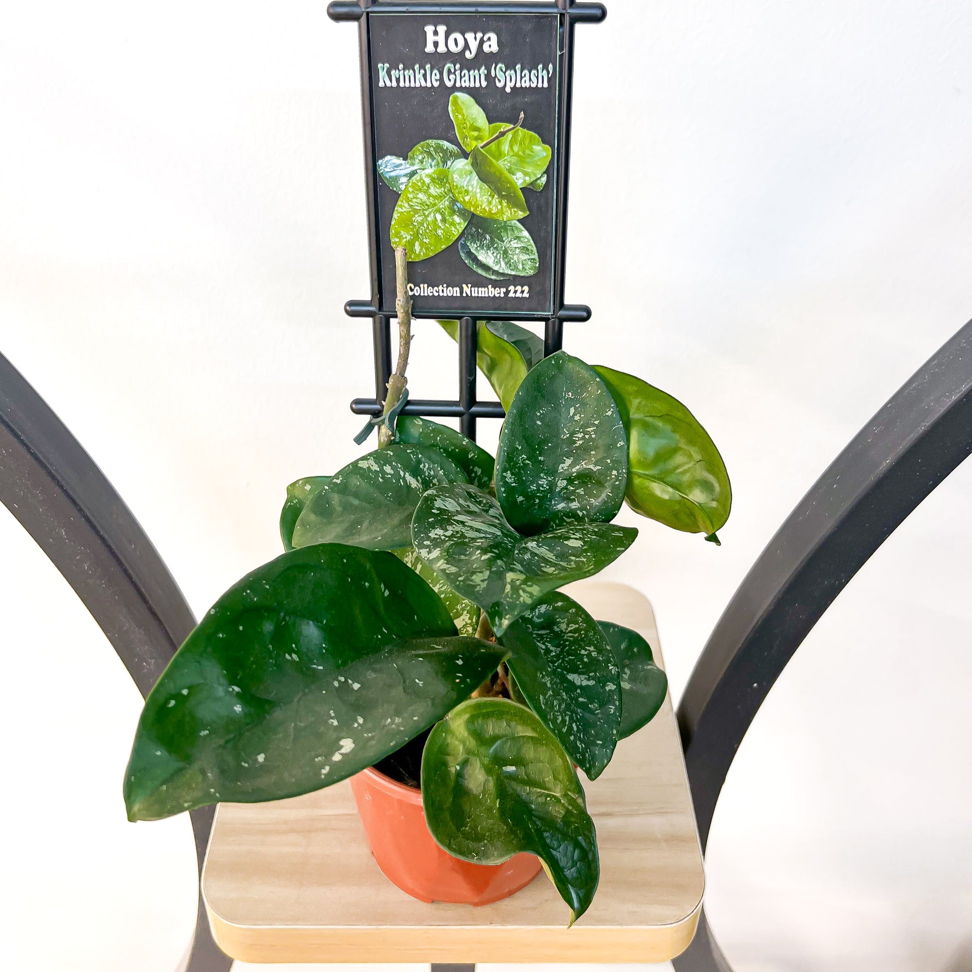 Hoya Krinkle Giant Splash | The Plant Boys