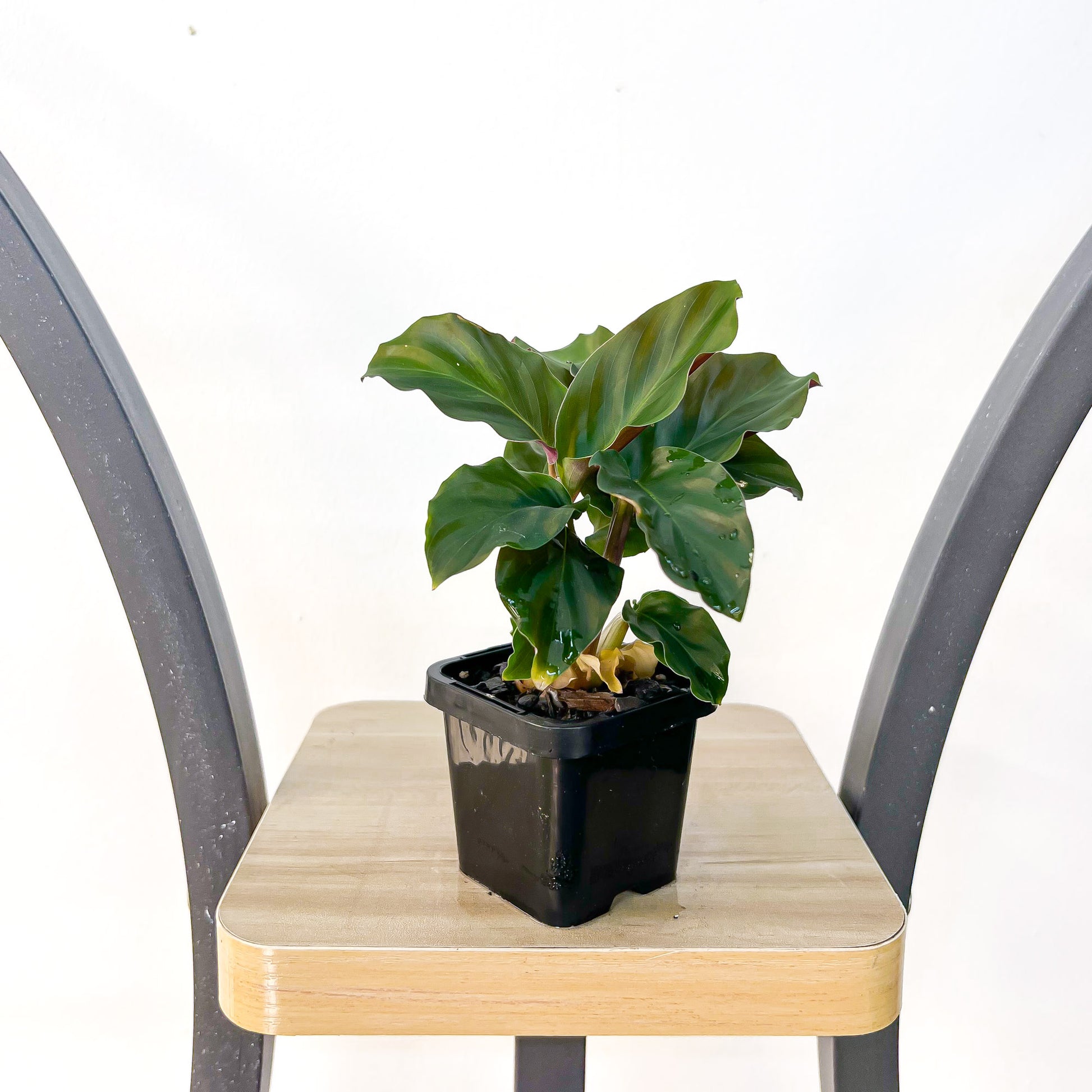 Calathea Crocata Eternal Flame | The Plant Boys