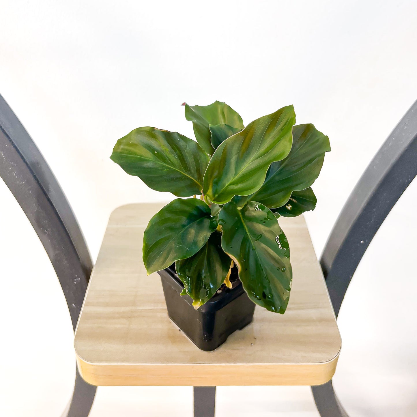 Calathea Crocata Eternal Flame | The Plant Boys