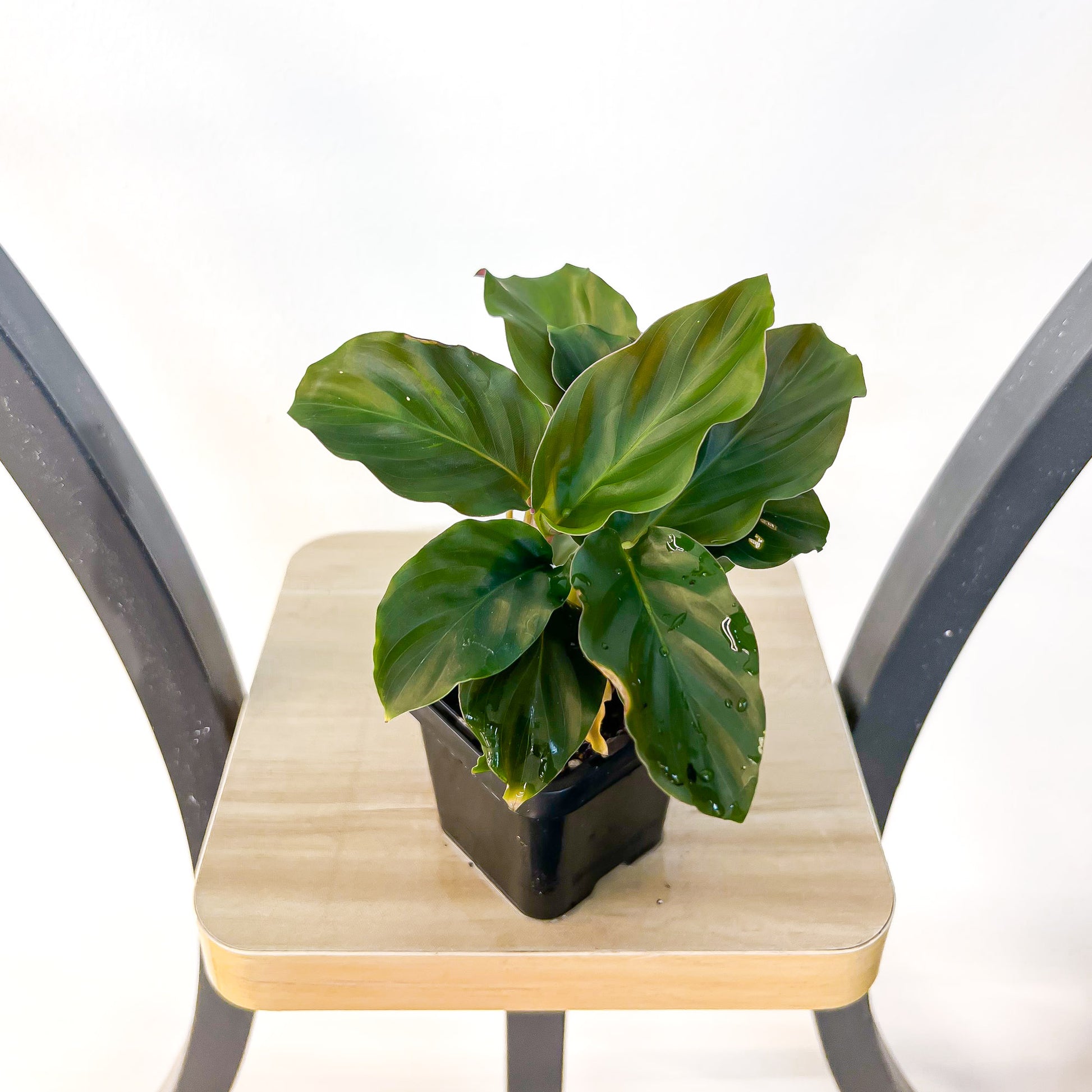 Calathea Crocata Eternal Flame | The Plant Boys