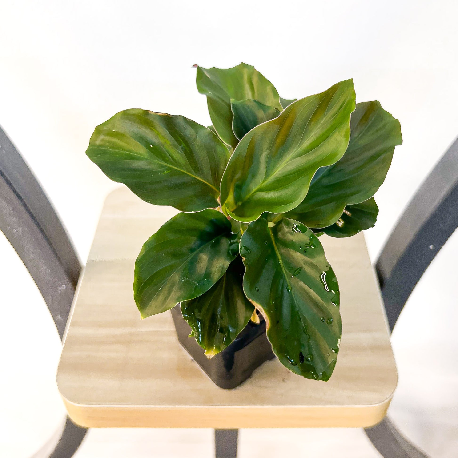 Calathea Crocata Eternal Flame | The Plant Boys
