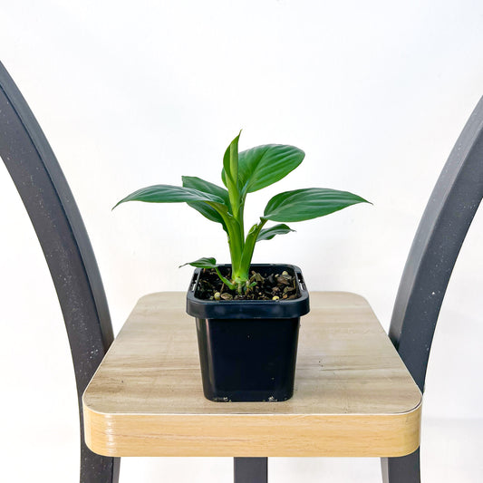 Spathiphyllum Dwarf Sensation Peace Lily | The Plant Boys