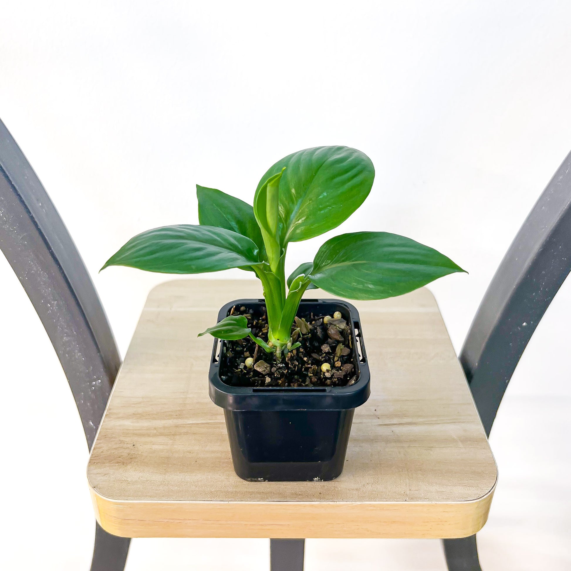 dwarf peace lily Spathiphyllum Dwarf Sensation Peace Lily – The Plant Boys