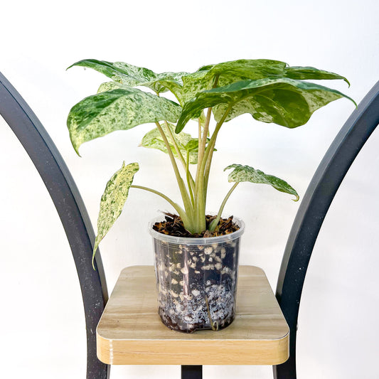 Alocasia Odora Batik | The Plant Boys
