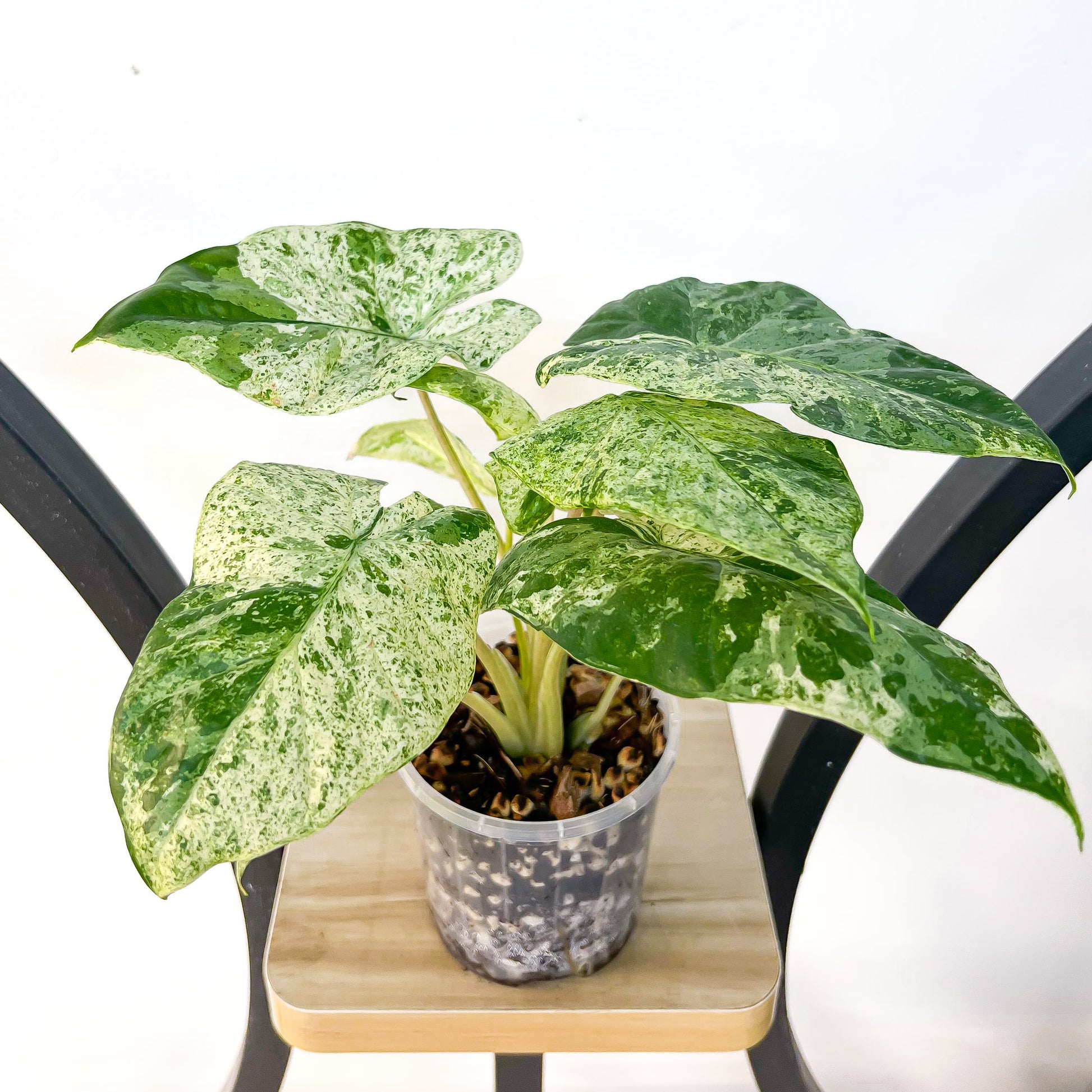 Alocasia Odora Batik | The Plant Boys