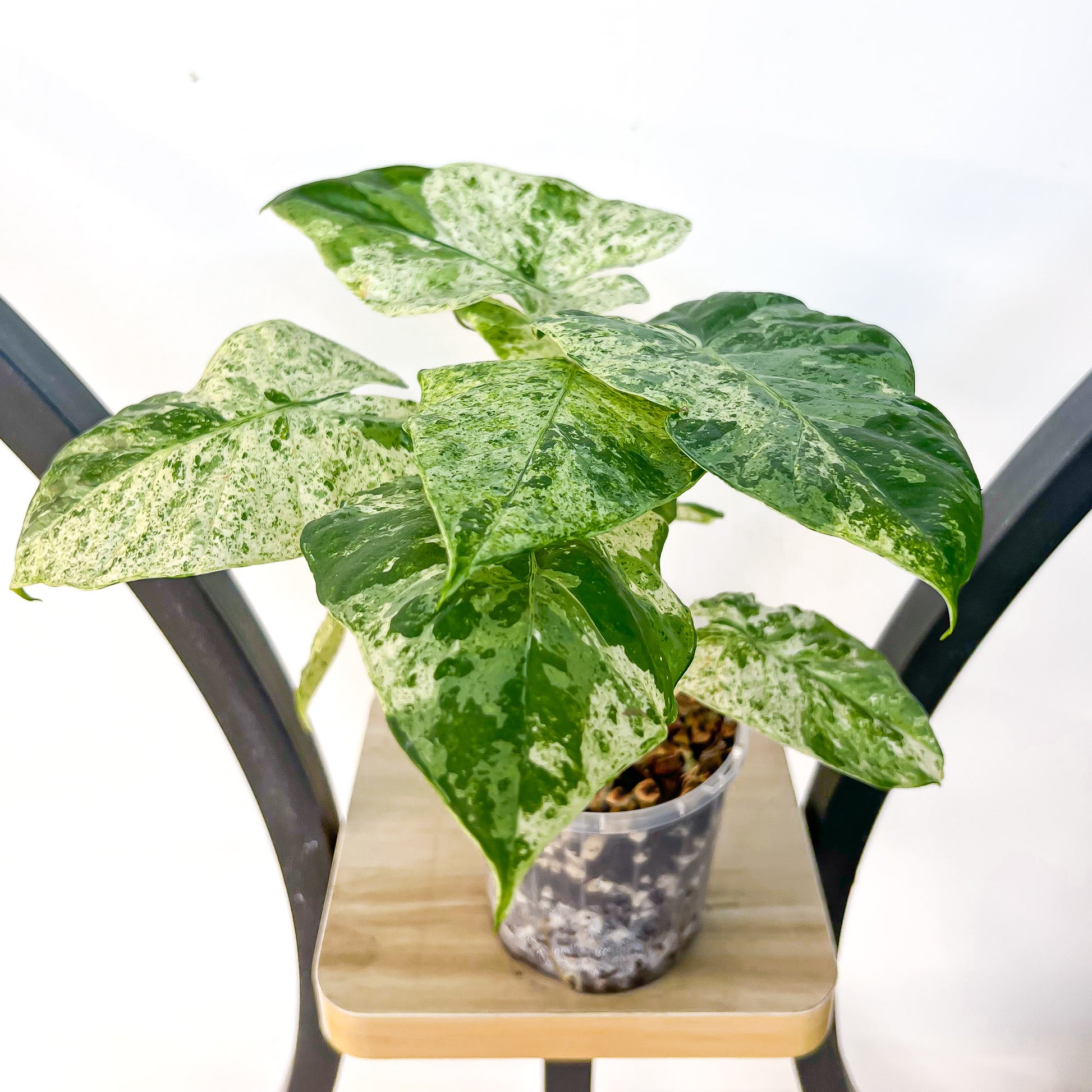 Alocasia Odora Batik | The Plant Boys