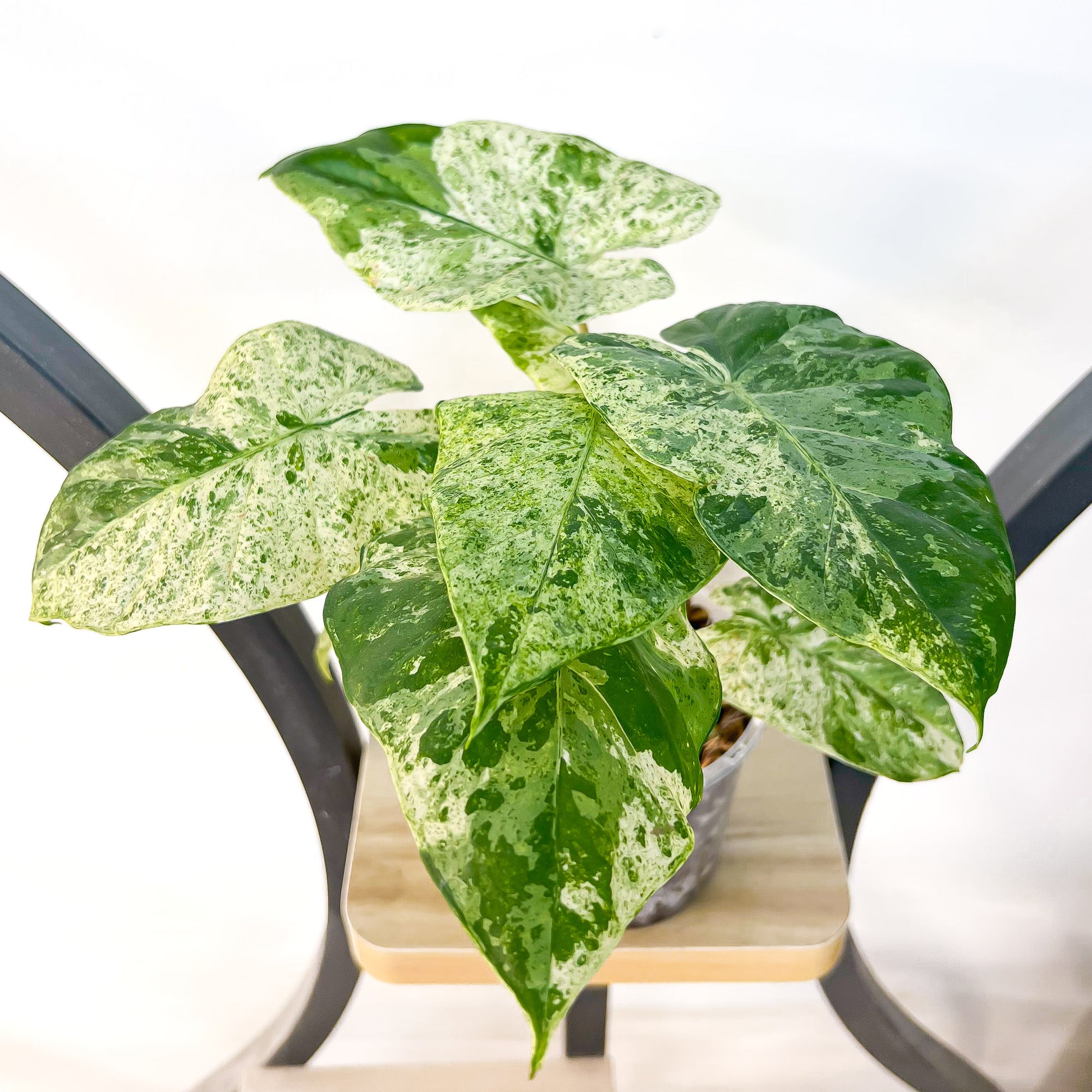 Alocasia Odora Batik | The Plant Boys